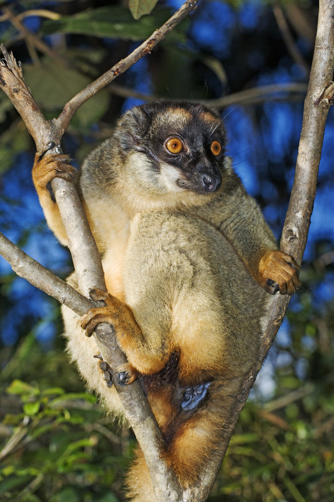 Detail of Common Brown Lemur by Corbis