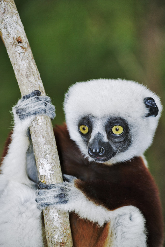 Detail of Coquerel's Sifaka by Anonymous