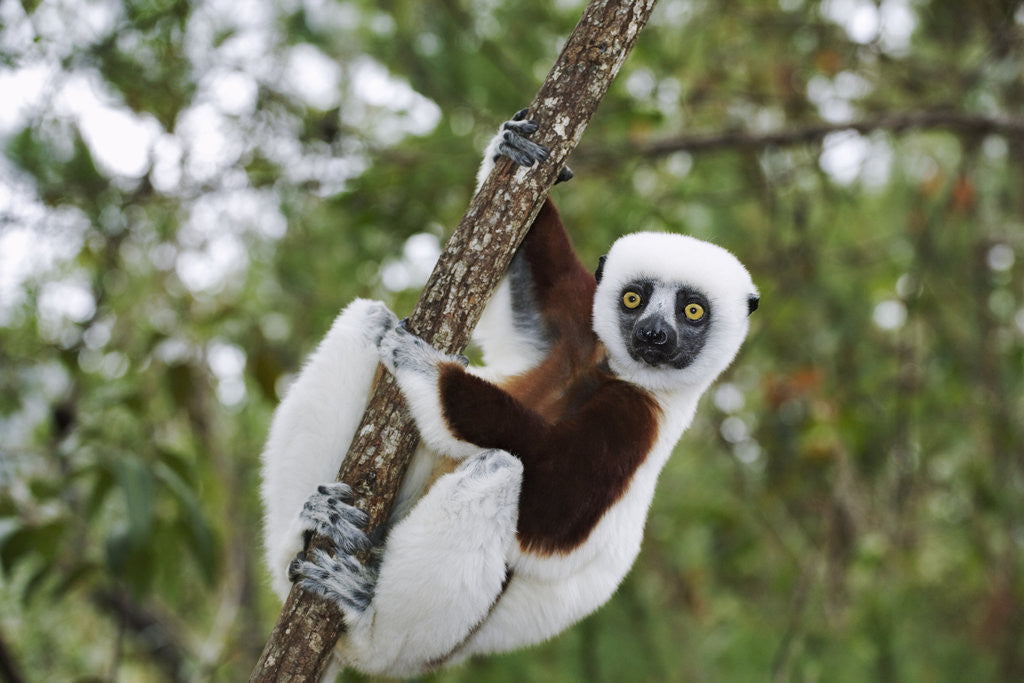 Detail of Coquerel's Sifaka by Anonymous
