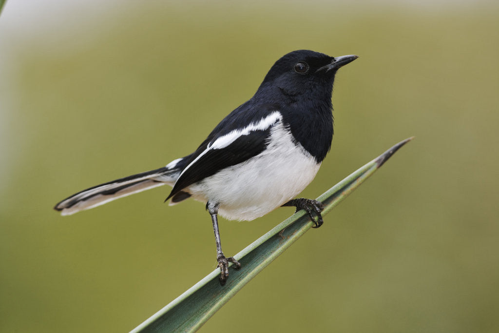 Detail of Madagascar Magpie Robin by Anonymous