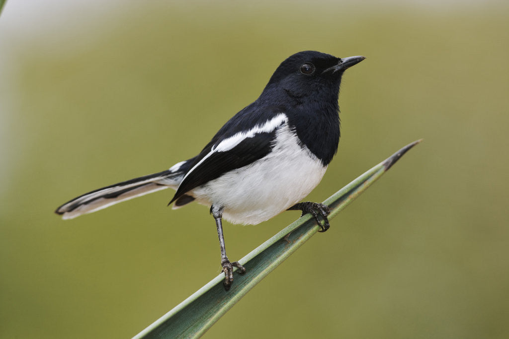 Detail of Madagascar Magpie Robin by Corbis