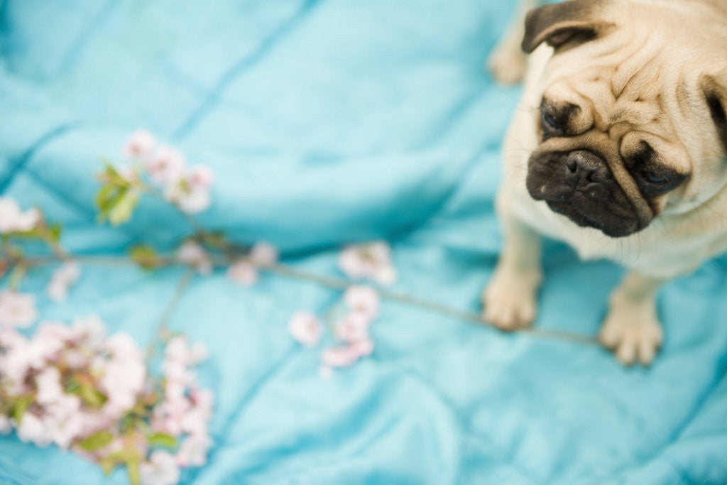 Detail of Pug on a Turquoise Blanket by Anonymous