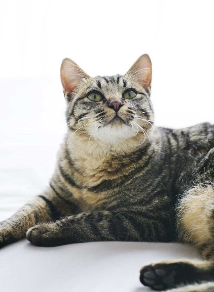 Detail of Cat Looking Up by Anonymous