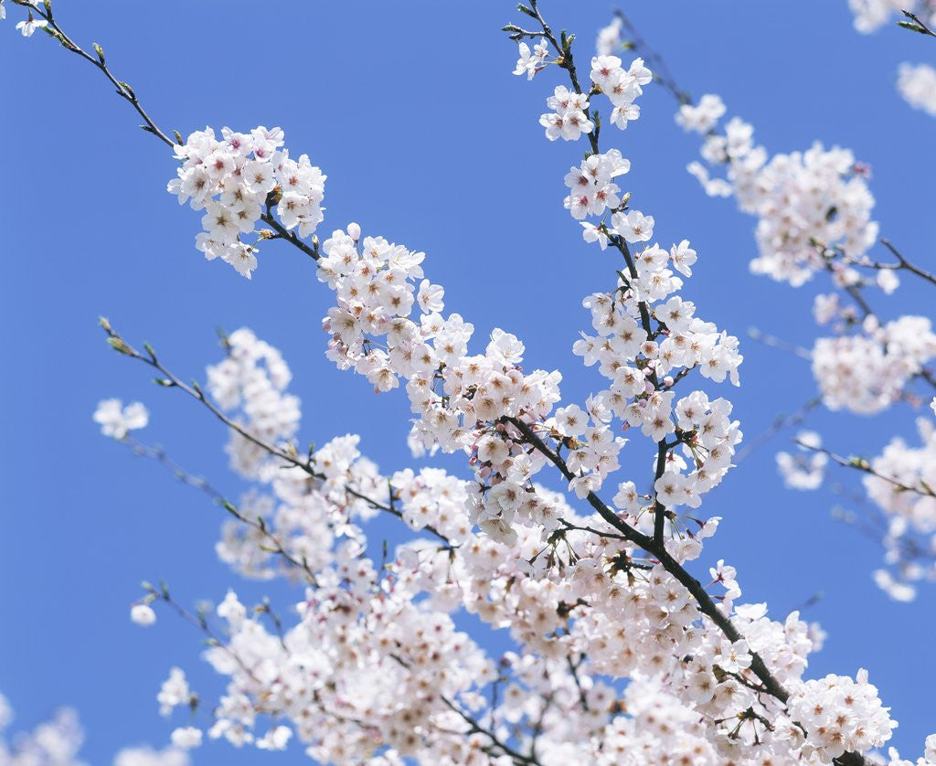 Detail of Cherry Blossoms by Anonymous