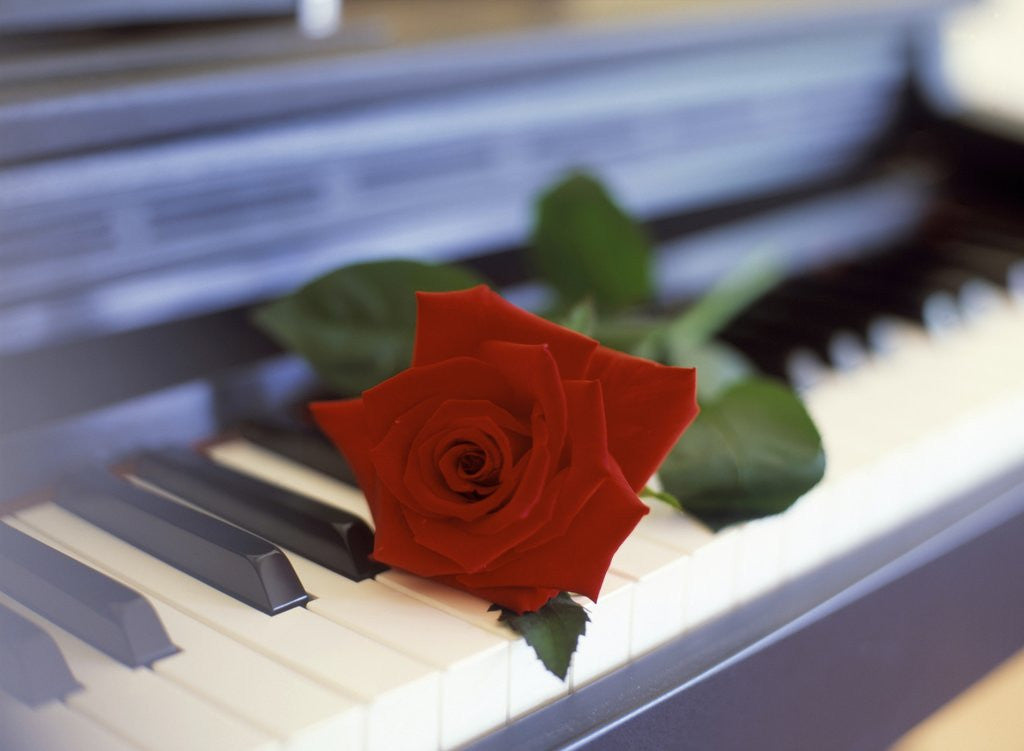 Detail of Red Rose on Piano by Anonymous