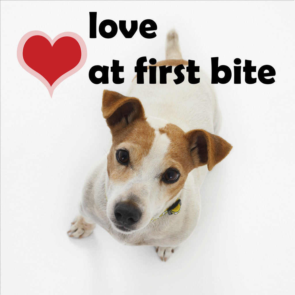 Detail of Love at First Bite by Anonymous