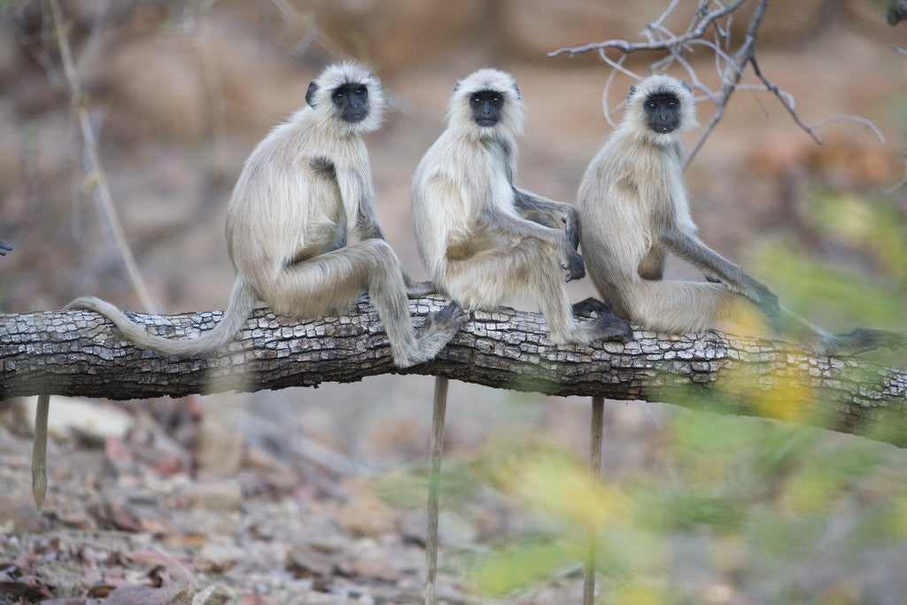 Detail of Gray Langurs Perched on Tree Limb by Anonymous
