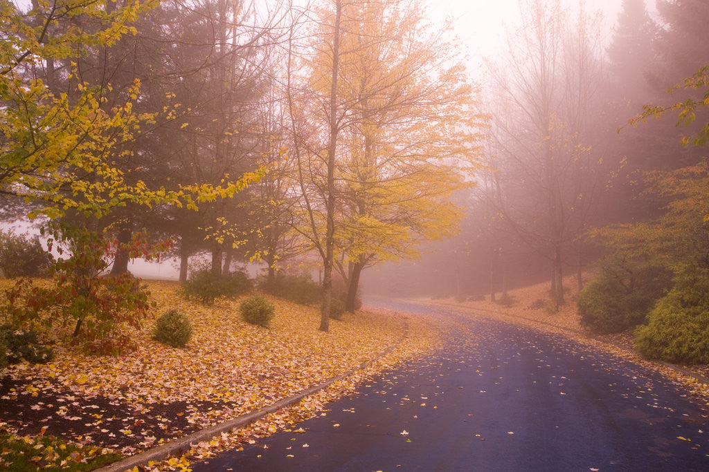 Detail of Fall Colors Along Country Road by Anonymous