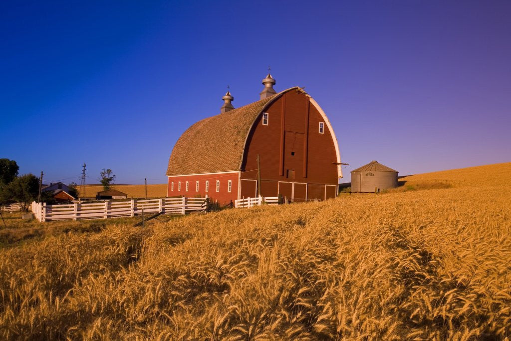 Detail of Wheat Field and Barn at Sunrise by Anonymous