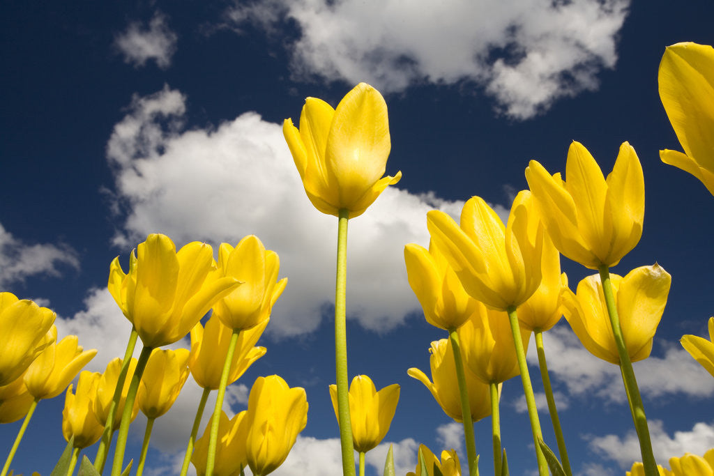 Detail of Tulips by Anonymous