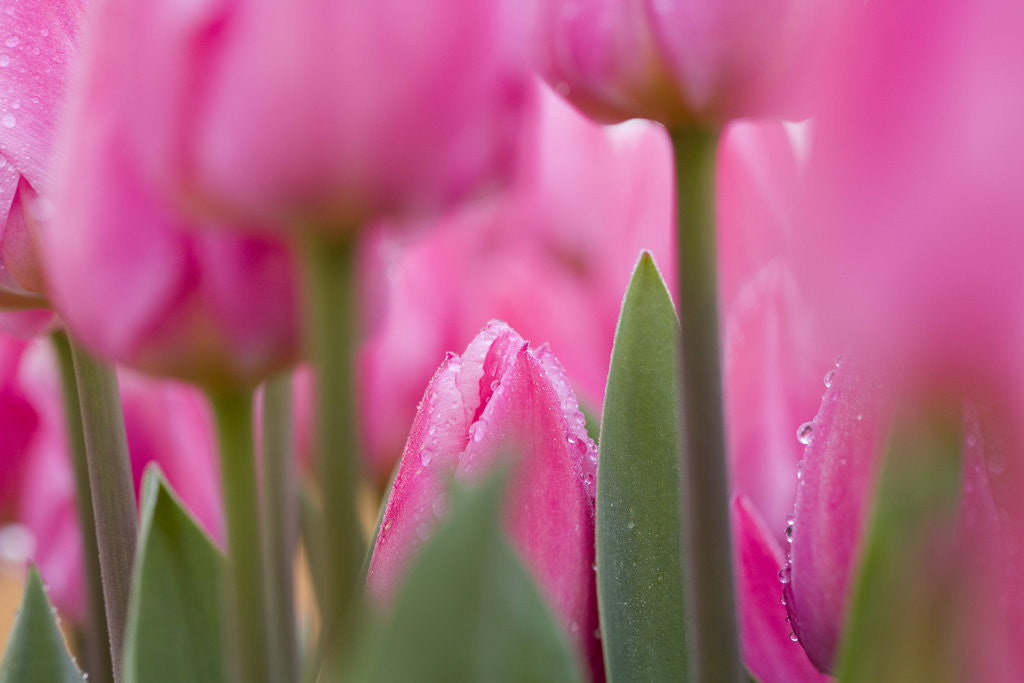 Tulips by Corbis