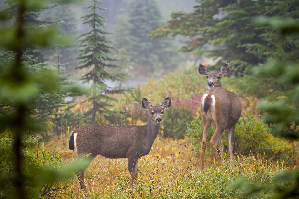 Detail of Deer Among the Blueberry Bushes by Anonymous