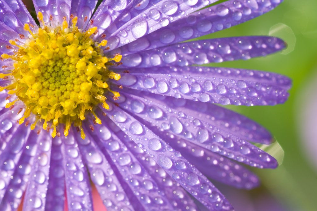 Detail of Dewdrops on Flowers by Anonymous