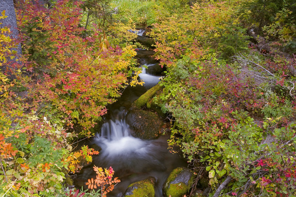 Detail of Fall Colors Along Creek by Anonymous