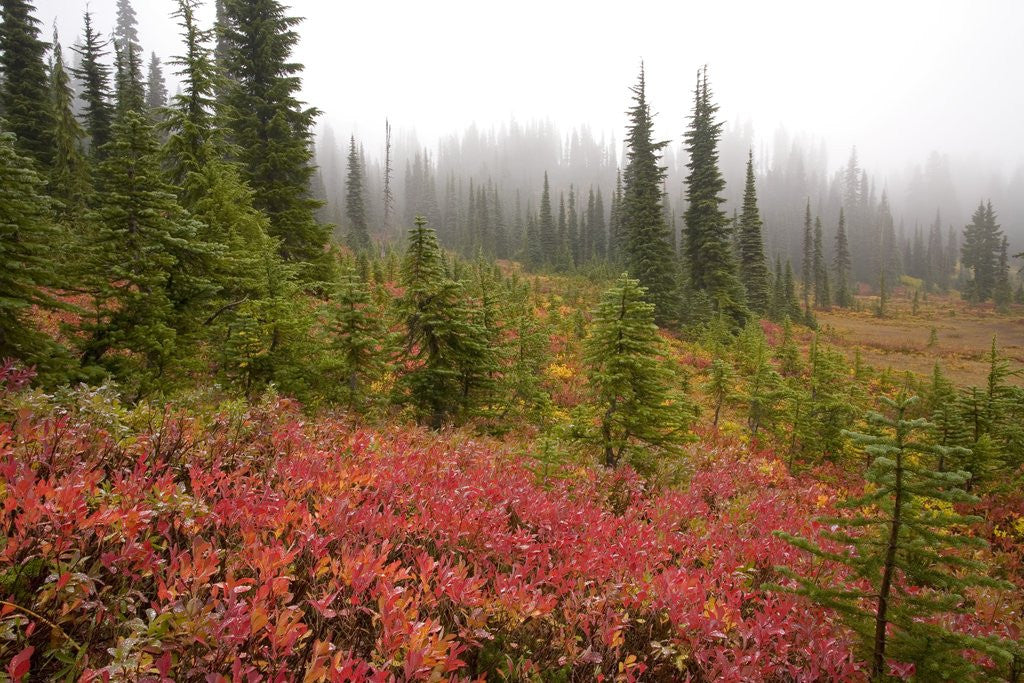 Detail of Fall Colors and Evergreen Trees in the Fog by Anonymous