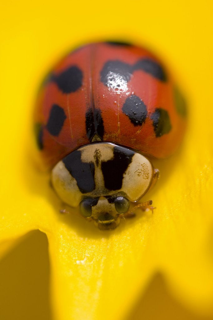 Detail of Ladybug on a Flower by Anonymous