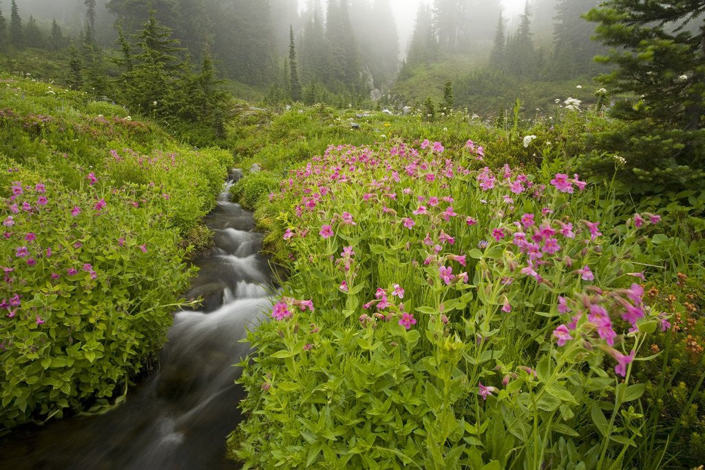 Detail of Monkey Flowers Along Paradise Creek by Anonymous