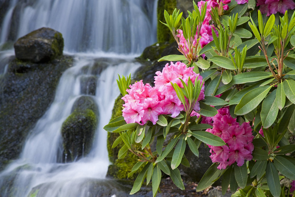 Detail of Rhododendrons Beside a Water Fall by Anonymous