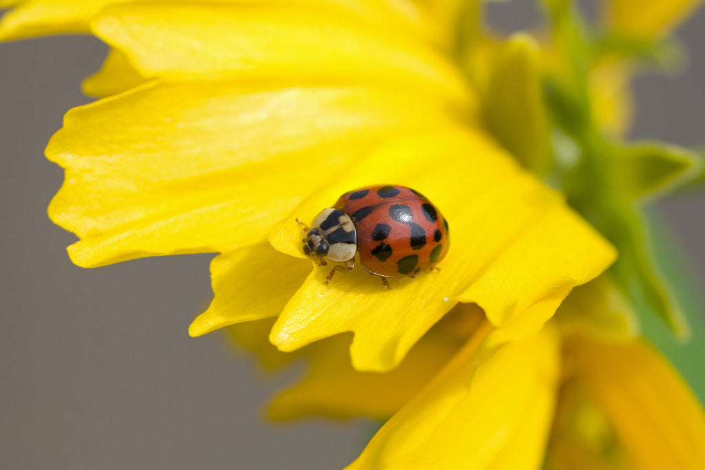 Detail of Ladybug on a Flower by Anonymous