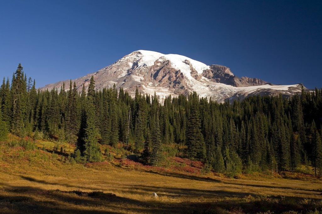 Detail of Fall Colors at Sunrise on Mount Rainier by Corbis