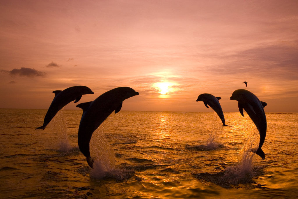 Detail of Bottlenosed Dolphins Jumping by Corbis