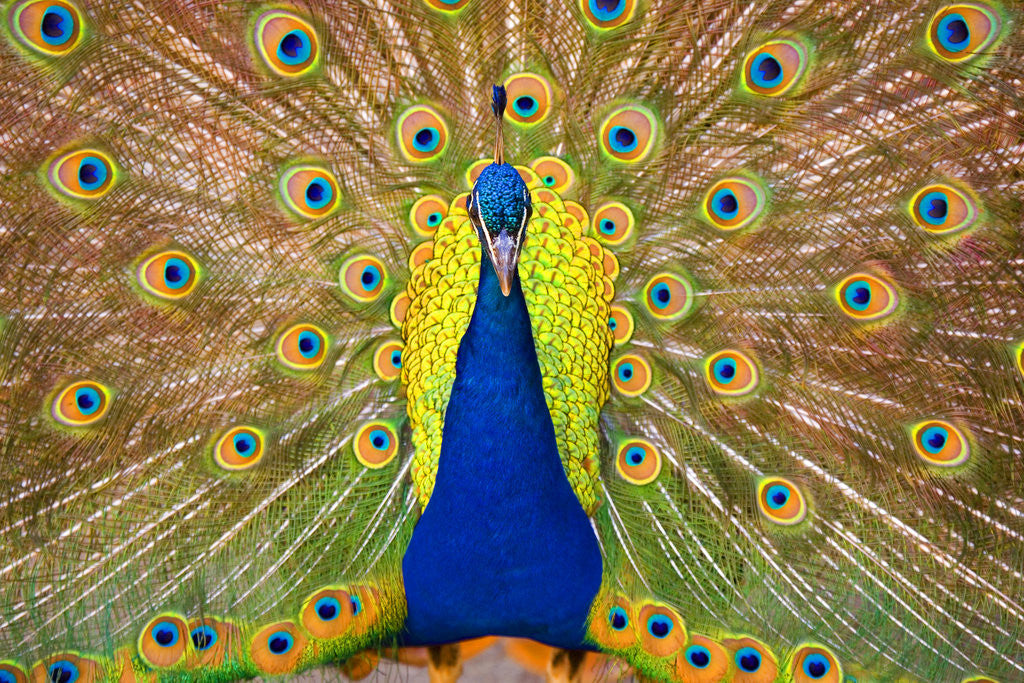 Detail of Peacock by Anonymous
