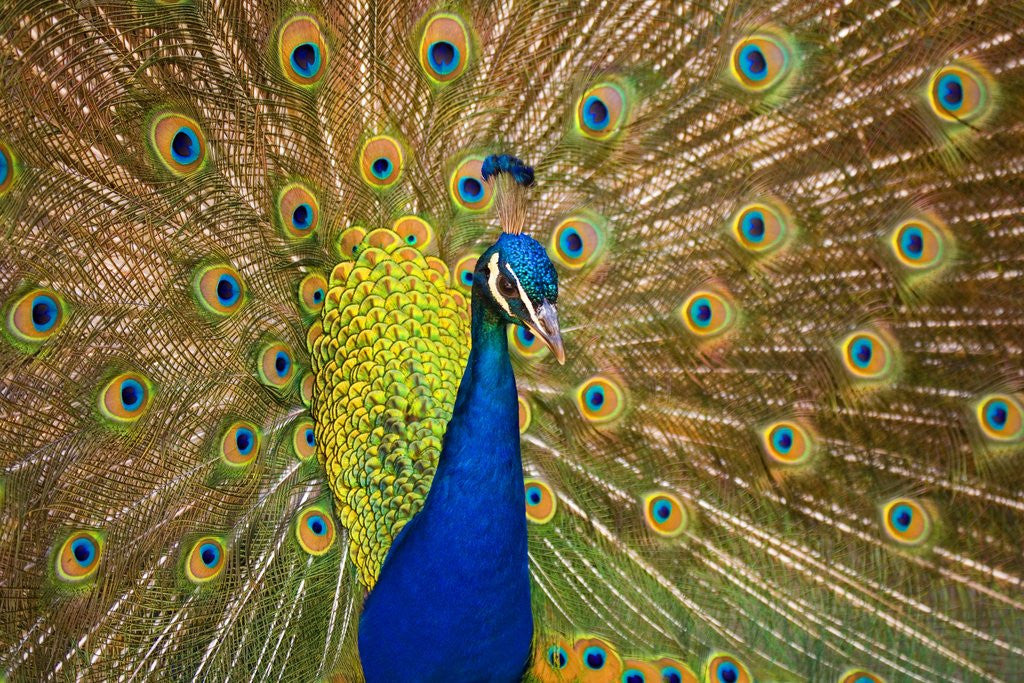 Detail of Peacock by Anonymous