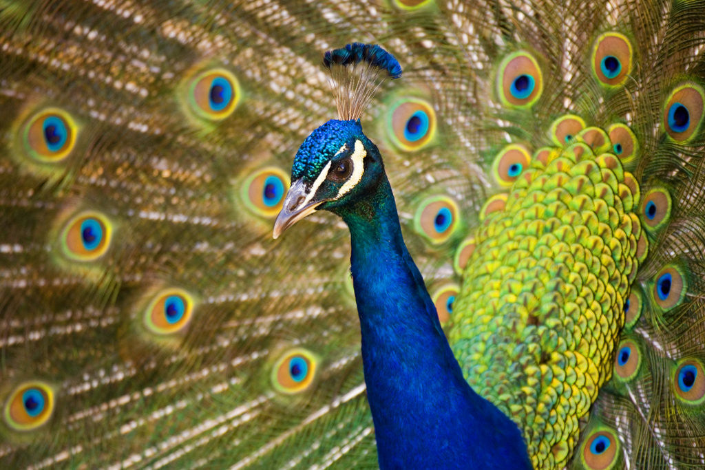 Detail of Peacock with Tail Fanned by Corbis