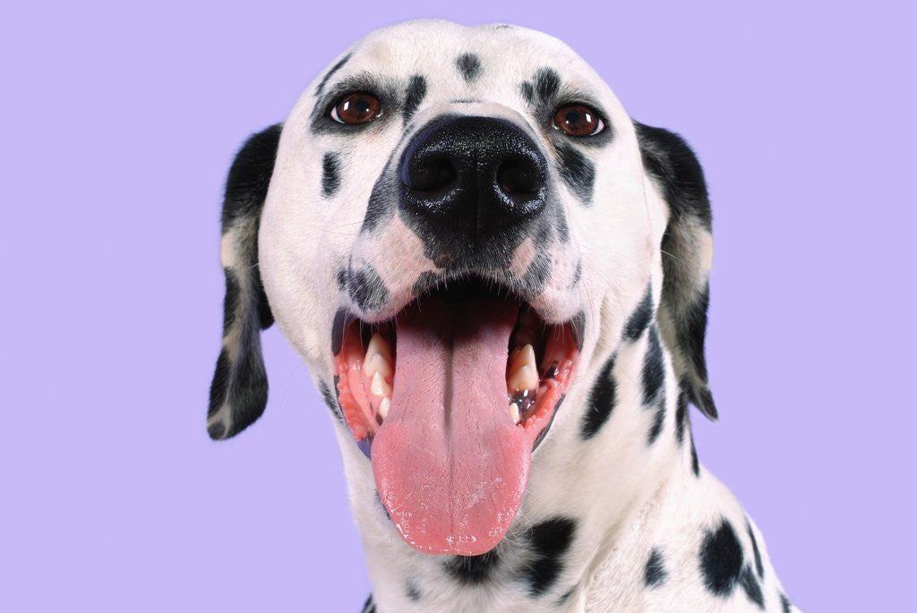 Detail of Dalmatian by Anonymous