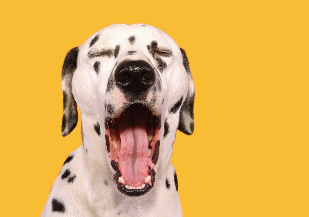 Detail of Dalmatian by Anonymous