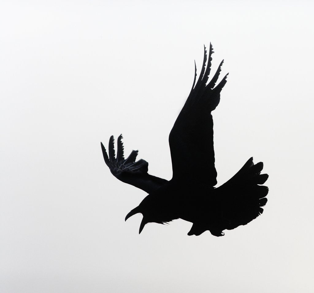 Detail of Common Raven Screaming by Anonymous