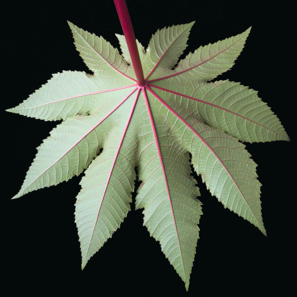 Detail of Leaf and Stem by Anonymous