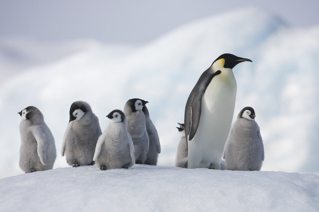 Detail of Emperor Penguins in Antarctica by Anonymous
