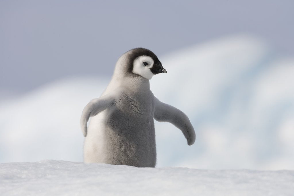 Detail of Emperor Penguin Chick in Antarctica by Corbis