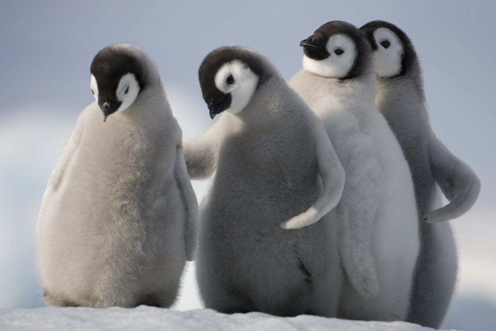 Detail of Emperor Penguins in Antarctica by Corbis