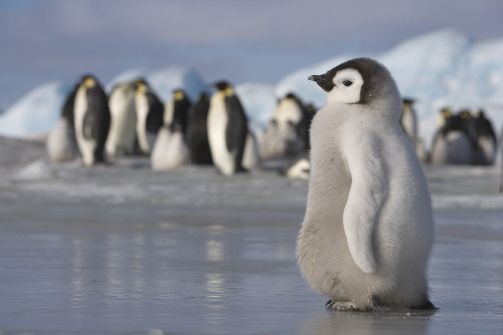 Detail of Emperor Penguin Chick in Antarctica by Corbis