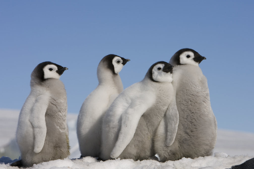 Detail of Emperor Penguin Chicks in Antarctica by Corbis