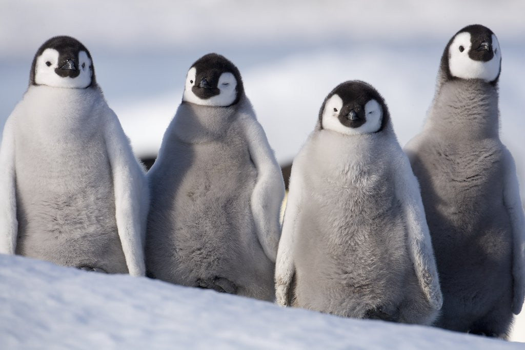 Detail of Emperor Penguins in Antarctica by Anonymous