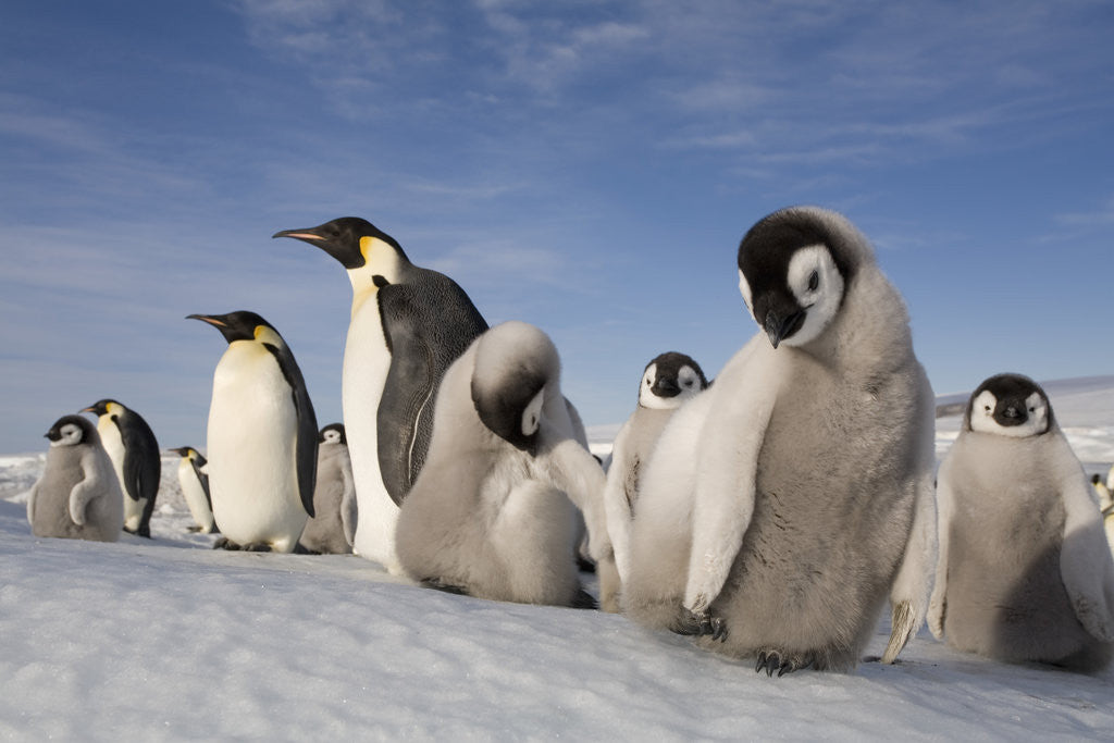 Detail of Emperor Penguins in Antarctica by Corbis