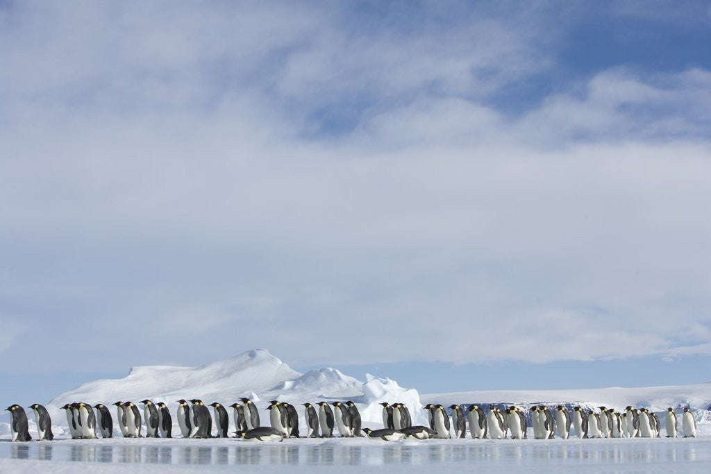 Detail of Row of Emperor Penguins in Antarctica by Corbis