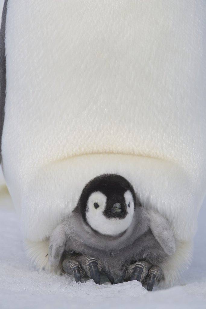 Detail of Emperor Penguin Chick on Mother's Feet by Corbis