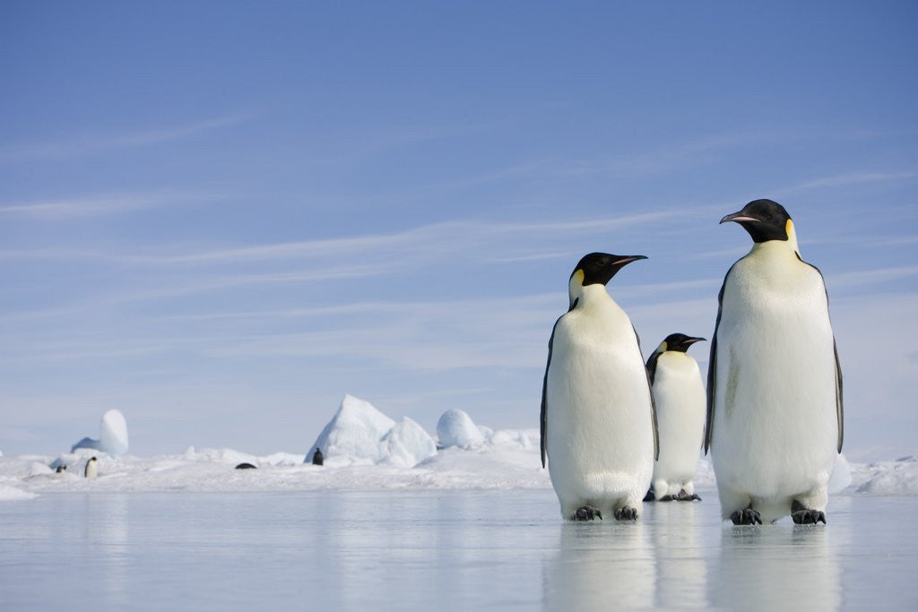 Detail of Emperor Penguins in Antarctica by Anonymous
