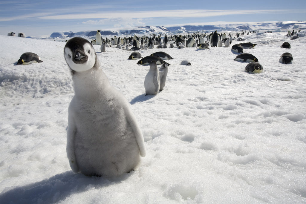 Detail of Emperor Penguin Chick in Antarctica by Anonymous