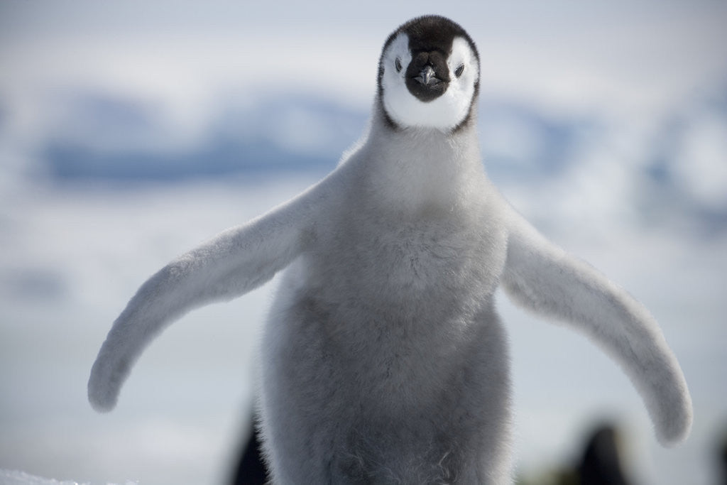 Detail of Emperor Penguin Chick in Antarctica by Anonymous