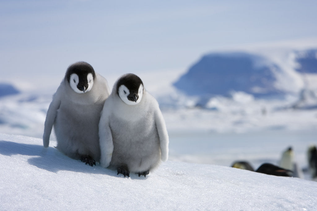 Detail of Emperor Penguin Chicks in Antarctica by Anonymous