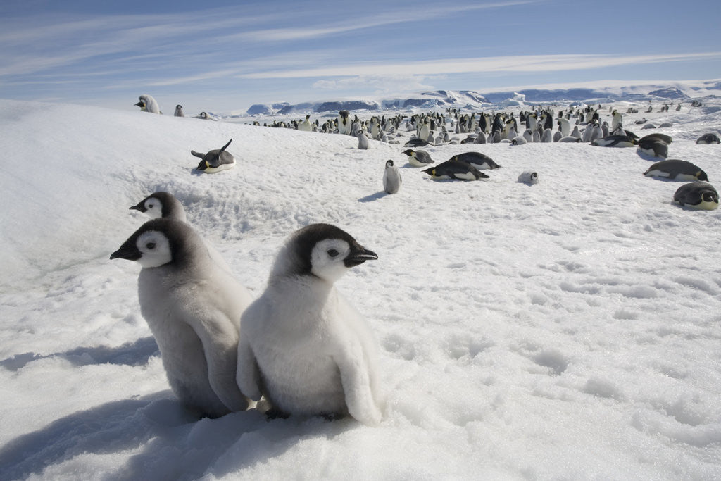 Detail of Emperor Penguin Chicks in Antarctica by Anonymous