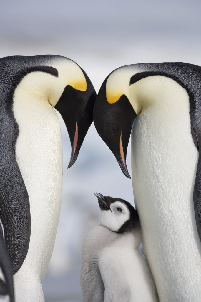 Detail of Emperor Penguins and Chick in Antarctica by Anonymous