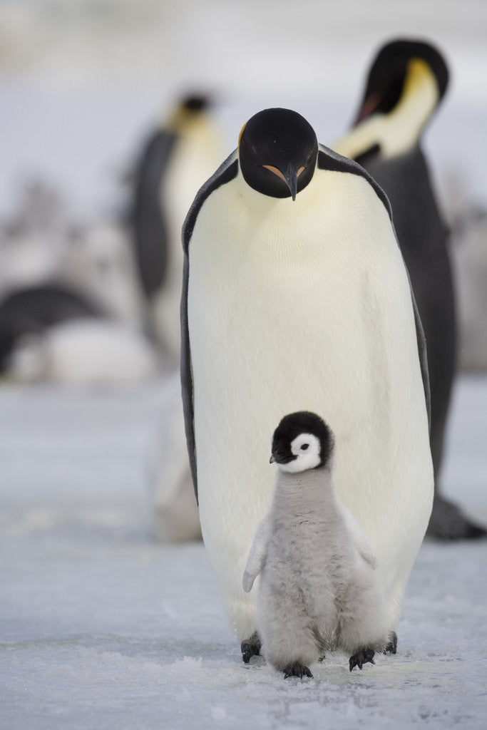 Detail of Emperor Penguin and Chick in Antarctica by Corbis
