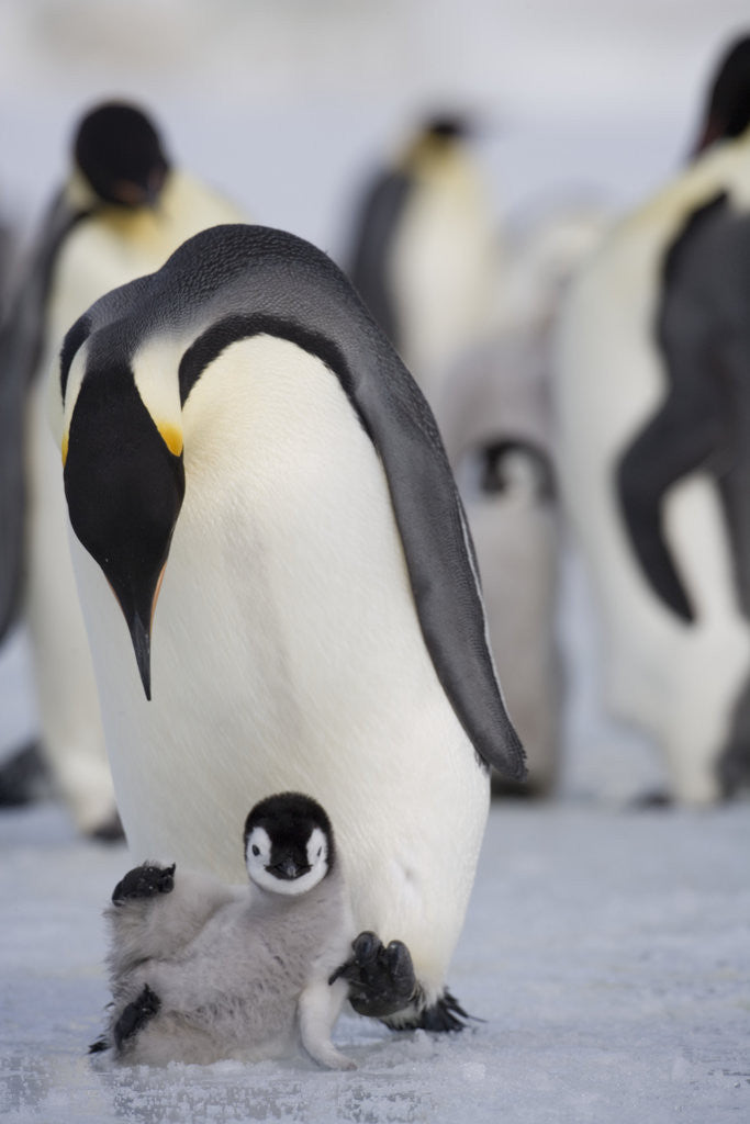 Detail of Emperor Penguin and Chick in Antarctica by Anonymous