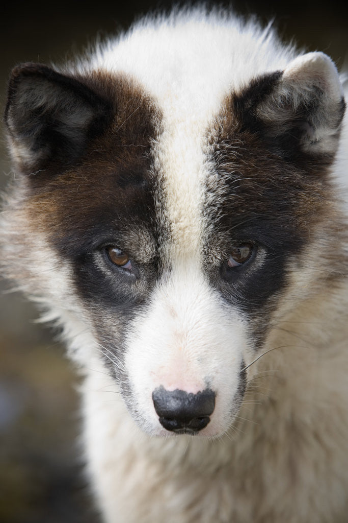 Detail of Close-up of Sled Dog by Anonymous